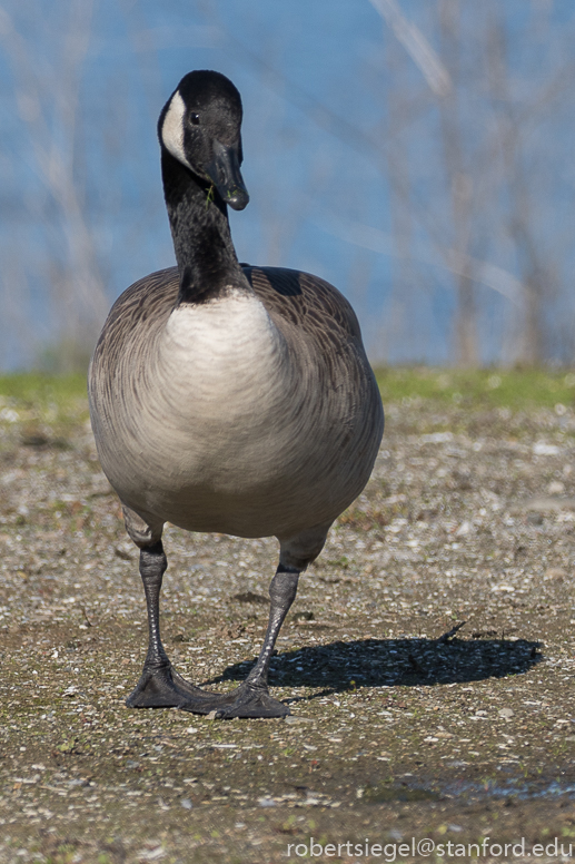 shoreline park